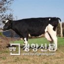 민성목장 이미지