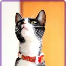 위드동물병원 이미지