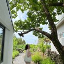 하귤소담 이미지