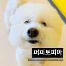 우다다 유치원 | 광주 서구 애견유치원 퍼피토피아 쌍촌점, 시설부터 케어까지 완벽했던 광주 애견호텔 후기!