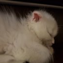 #오드아이 이미지