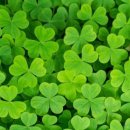 세잎클로버 이미지