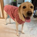 복돌이애견 | 파이의 겨울 준비 완료! 대형견도 추가금 없이 살 수 있는 레트로 김장조끼 후기