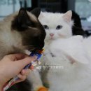 명지오션시티동물병원 이미지