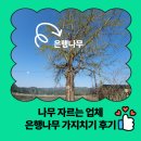 은행나무 | 나무 자르는 업체 은행나무 가지치기 후기