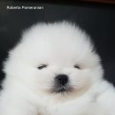 로베르토폼 이미지