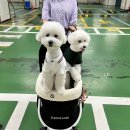 (주)바우라움 | 수원 강아지 유치원 ㅣ 바우라움 수원캠퍼스 솔직 후기