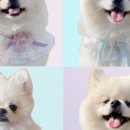 토리네 이미지