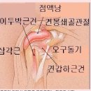 어깨 인대 파열..ㅜㅡ 어이없이 넘어져서 이미지