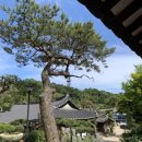 보성 임진영 고택 | 보성 춘운서옥, 보성에 오면 꼭 가야할 넓은 정원이 있는 한옥 카페