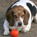 로로동물의료센터 이미지