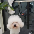 대구애견미용 모여라솜뭉치 이미지