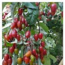 광명농장 | 광명주말농장 자연과 건강을 함께 가꿔본 광명텃밭 ‘계수동 주말농장’ 이용 후기