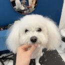 채리애견샵 네이버블로그