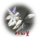 커피나무 Daum카페