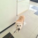 정 동물병원 | 강아지 이상 증상 + 열 체크 방법+의심증상 찾기(우리집 엘리 실제 케어 후기)