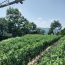 전원농장 이미지