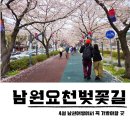 어현동 소교량 30 | 남원 요천 벚꽃길 개화상태 전라북도 벚꽃명소 주말 데이트
