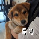 득구 Daum카페