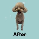 이리오솝 이미지