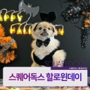스퀘어독스롯데