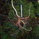 멍텅구리 이미지