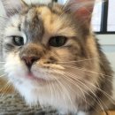 러블리메인쿤 이미지