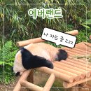 커플 데이트 추천 &#39;용인 에버랜드&#39; 튤립축제 / 스마트줄서기 후기