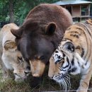 "우리는 의형제"..사자·호랑이·곰의 동화 같은 우정 이미지