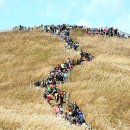 제40차 정선 민둥산 산행공지 억새축제 마지막날 이미지