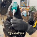 백프로헤어 이미지