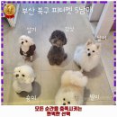 피터펫 애견카페 부산북구점 | 구포제2동 애견카페 피터펫애견카페 부산북구점 운영시간 및 방문 정보와 가격까지 한번에 알아봐요