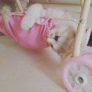 하이고 이미지
