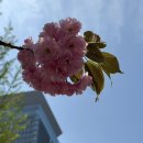 260420 자격증 시험 이것저것 도전하는 일상(내돈내산! 컴활 1급 실기, GTQi, ADsP, 한능검, 식품안전기사)