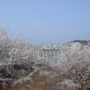 제1회 삼척벚꽃축제 이미지