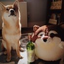 순수 이미지