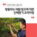바람의향기 | 시간이 만든 깊은 맛, 방동약수 바람 맞으며 자란 인제향기 오미자청