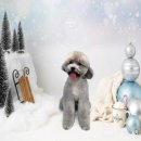 댕댕그루밍 이미지