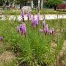 리아트리스 [Liatris spicata, 기린리아트리스] 이미지