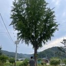영심이네펜션