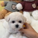 예가애견 이미지