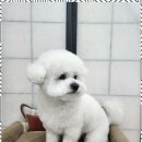 오늘, 예쁘개 이미지