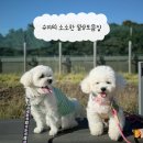 프리미엄캔넬 이미지