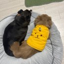 메트로펫 | 따수미 애견텐트 강아지 보온텐트 펫텐트로 반려동물 따뜻한 겨울 준비하기 내돈내산 후기