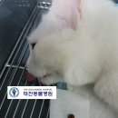 고양이 - 방광결석 제거 수술 - 대구 태전동물병원 이미지