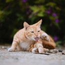 그루밍샵 이미지