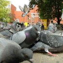 비둘기공원1 이미지