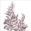 해조수산 이미지