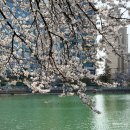 용지호수공원 | 창원 용지호수공원 벚꽃 개화상황 무장애도시숲 포정사
