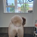 비주얼펫살롱 이미지